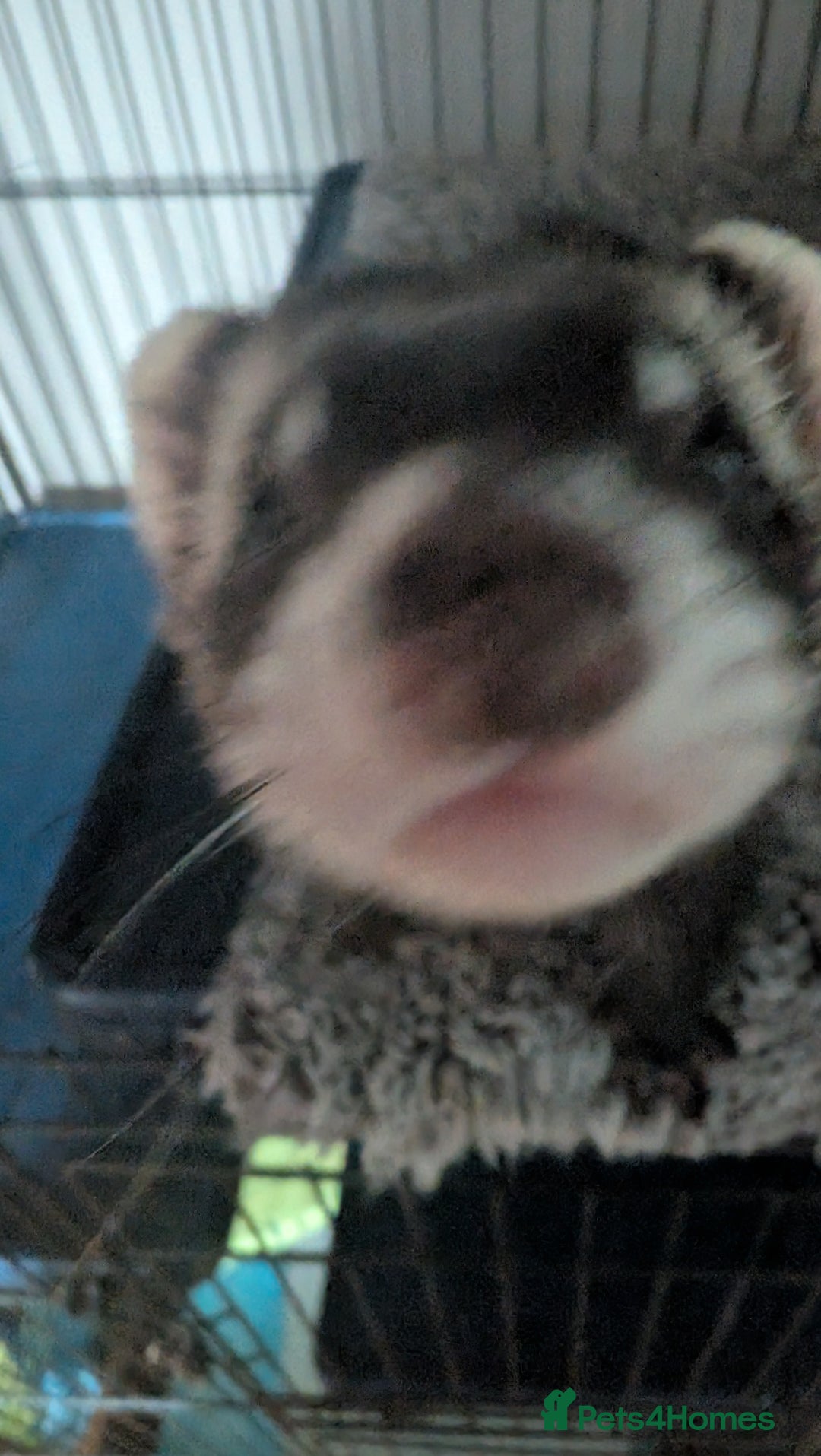 Ferret rodents for sale: 2 female ferrets with cage etc - Image 4