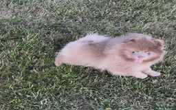 Pomeranian dogs for sale: Kc registered Pomeranian puppies - Image 7