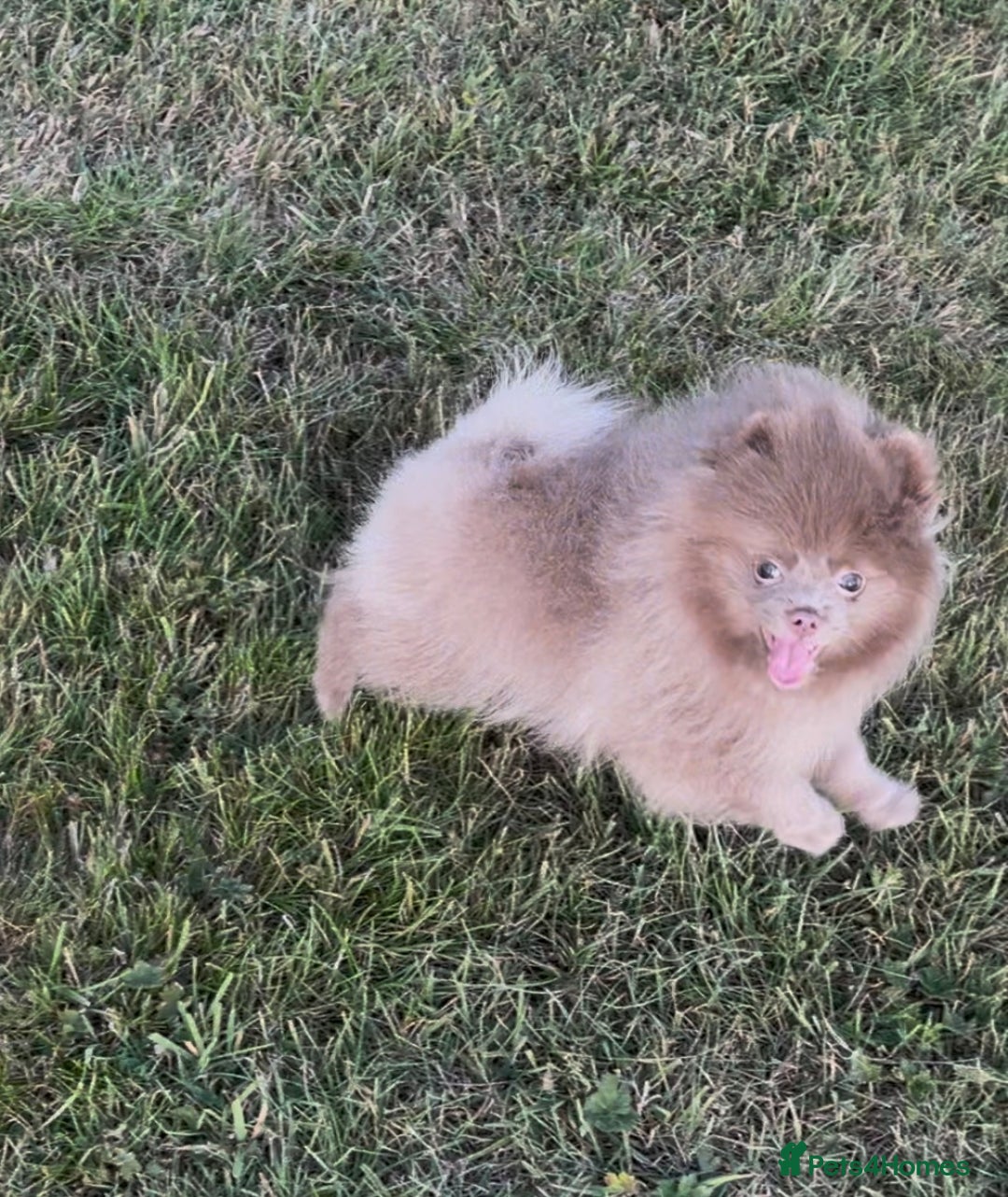 Pomeranian dogs for sale: Kc registered Pomeranian puppies - Image 7