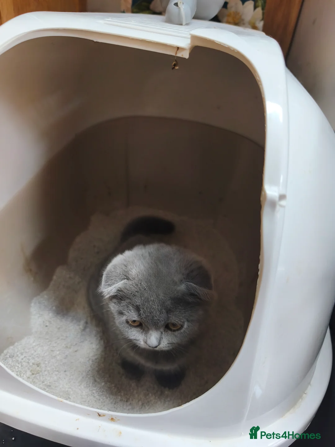 Scottish Fold cats for sale: Scottish fold  - Advert 2