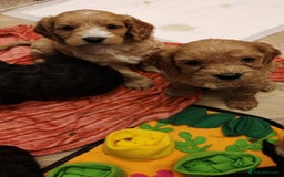 Cockapoo dogs for sale: Beautiful Phantom cockerpoo puppies  - Image 8