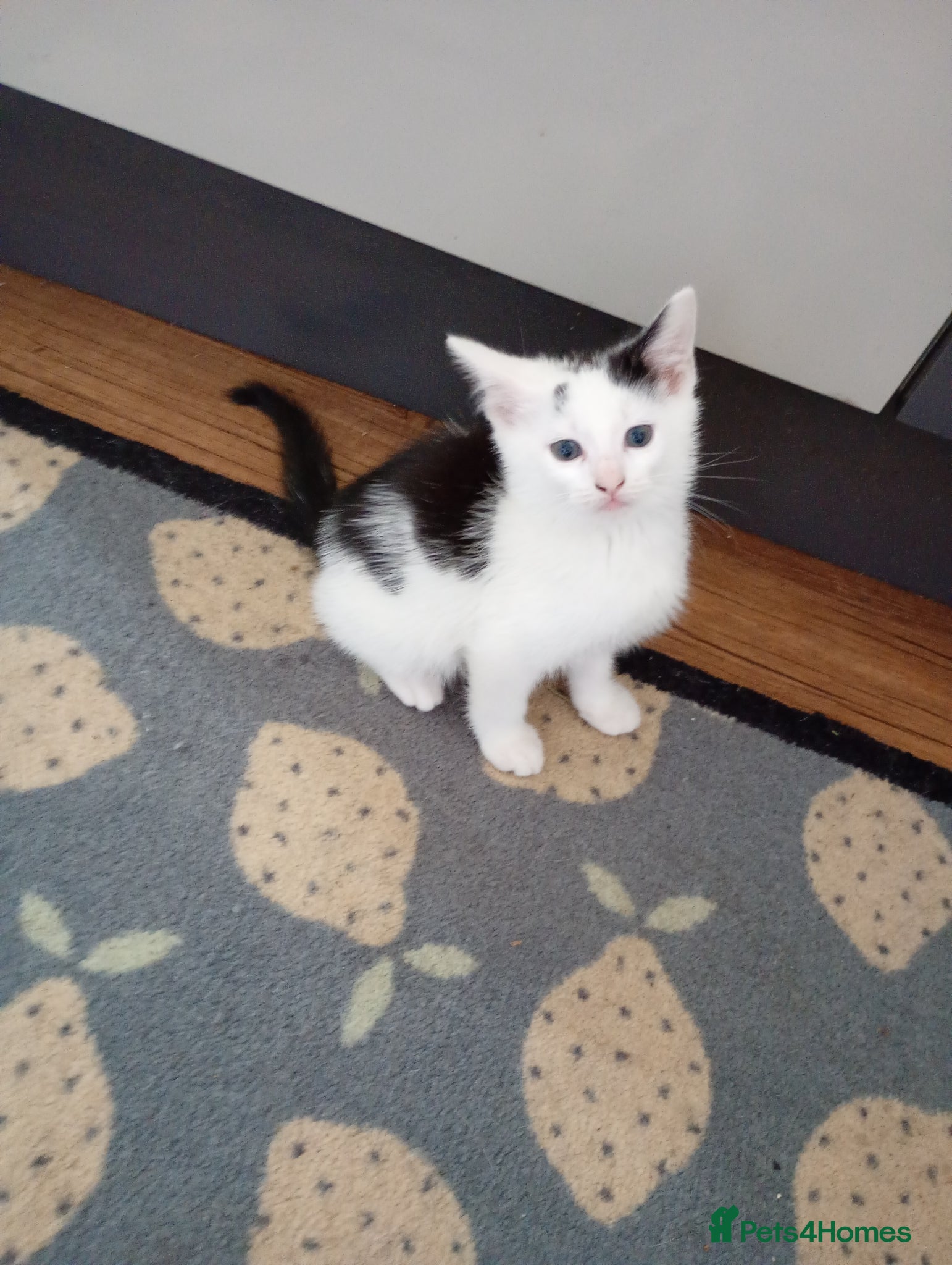 Mixed Breed cats Kitten for sale - Advert 1