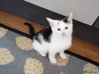 Mixed Breed cats Kitten for sale - Advert 4