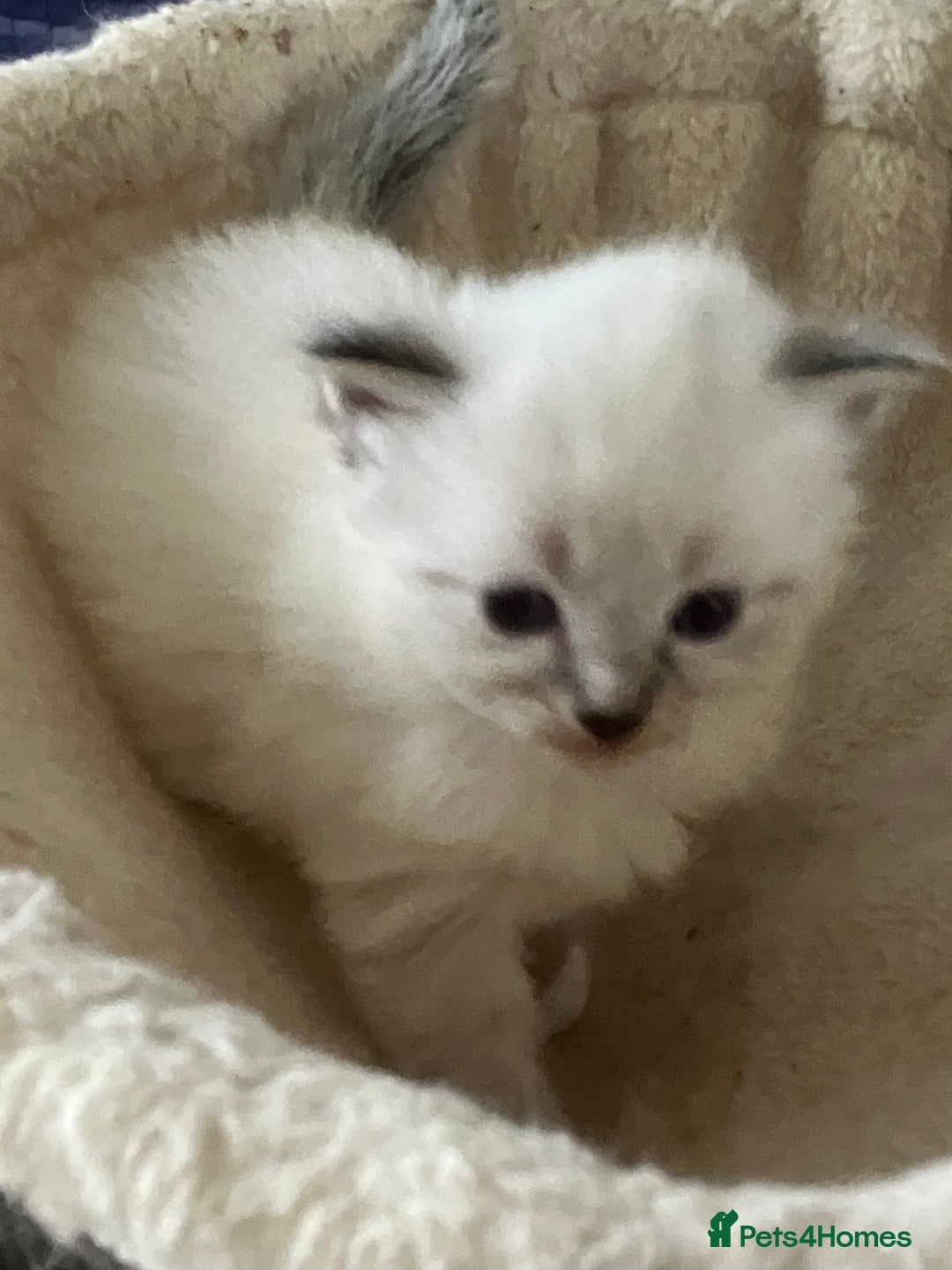 Siberian cats for sale: Siberian kittens  - Advert 5