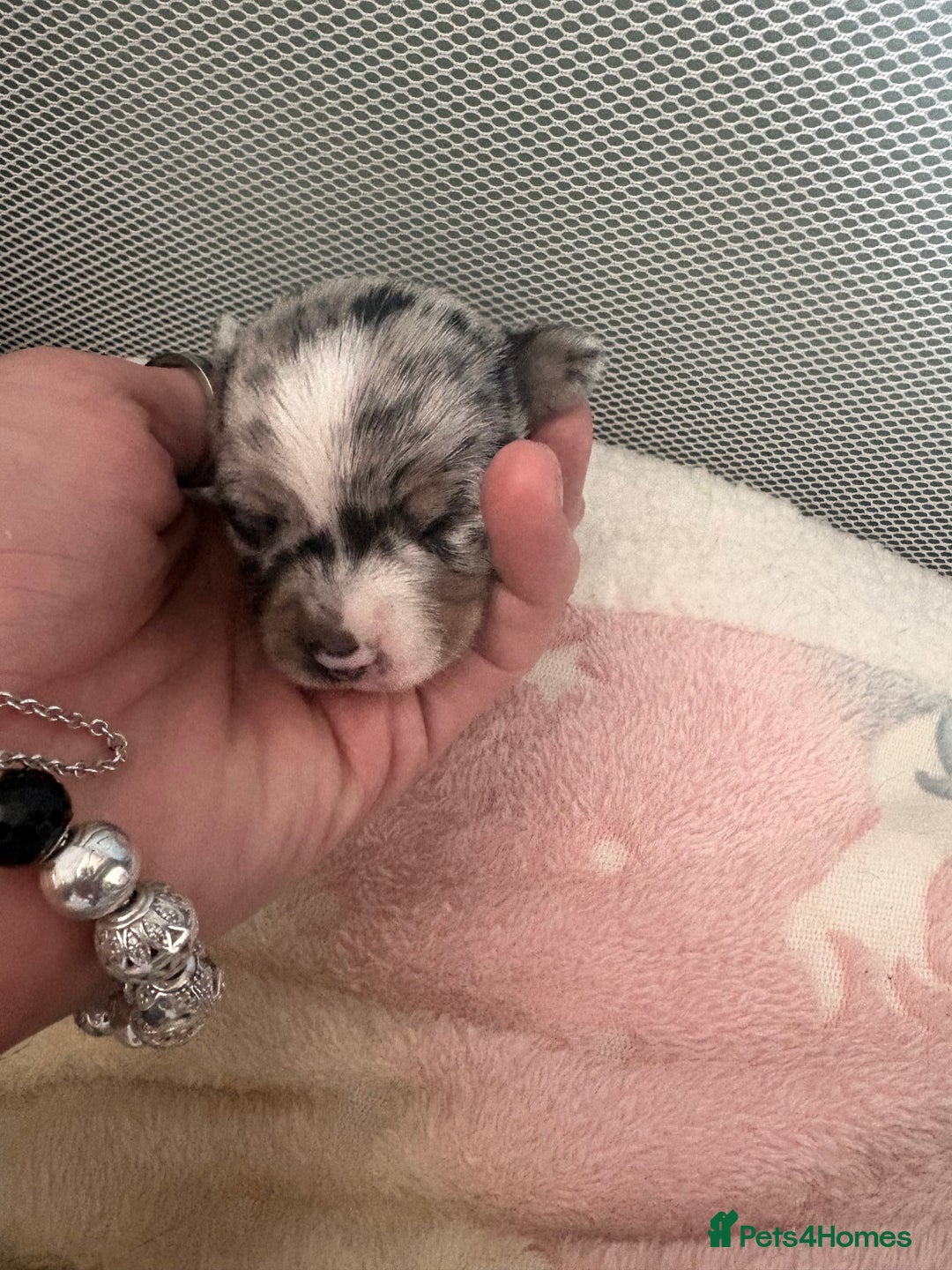 Chihuahua dogs for sale: Beautiful Merle Chihuahua Puppies 🐶  - Advert 8