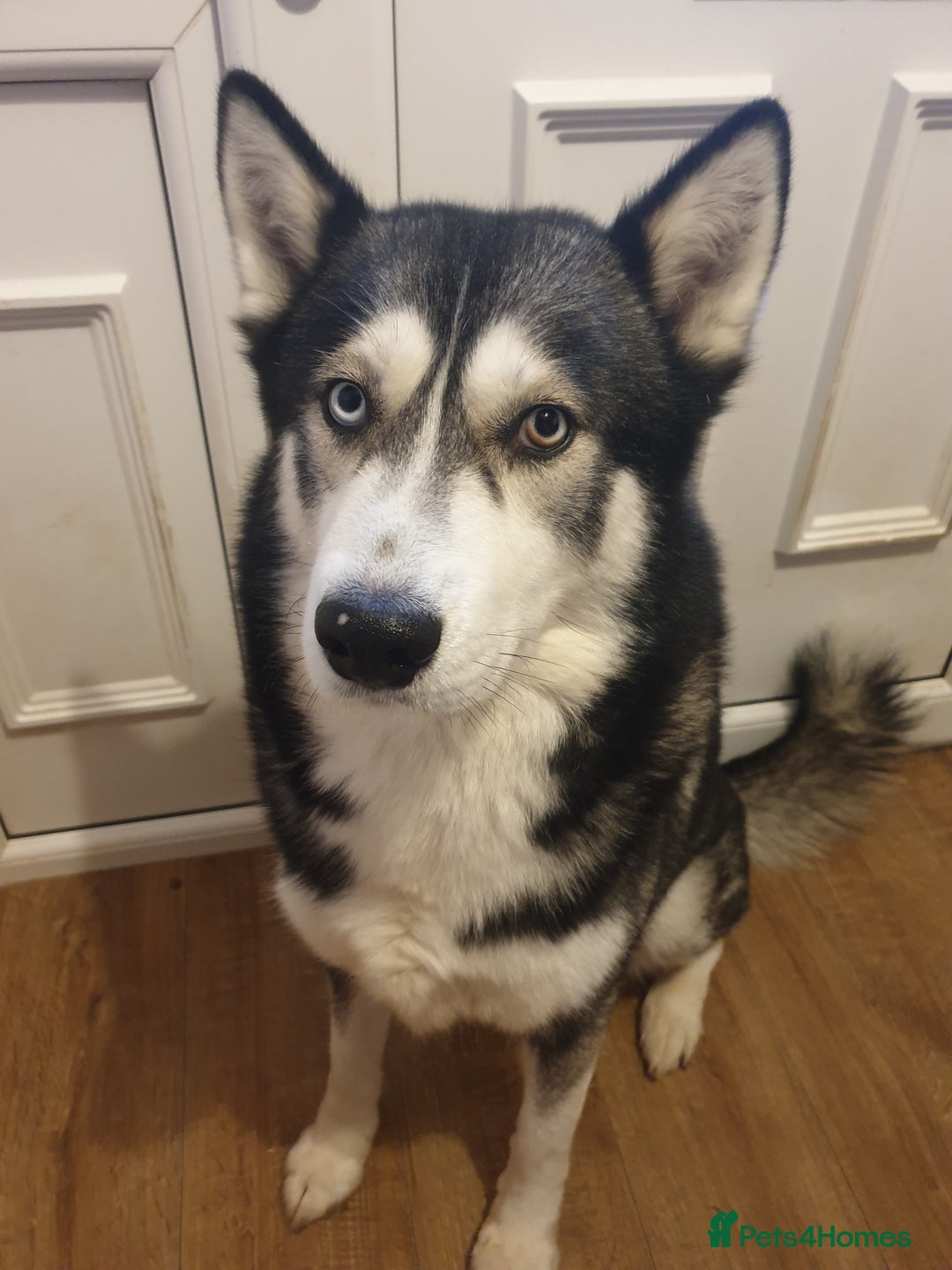 Siberian Husky dogs for sale: 3 Siberian Husky puppies - Advert 8