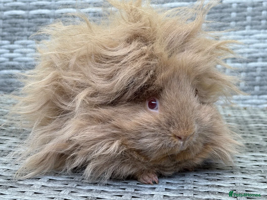 Guinea Pig rodents for sale: Purebred Lunkarya - Advert 2