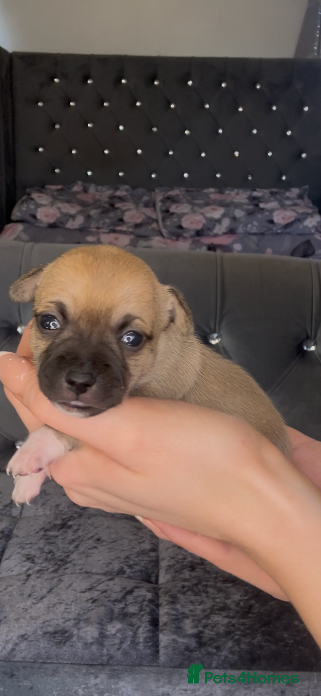 Mixed Breed dogs for sale: Chihuahua puppies  - Image 20