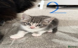 Mixed Breed cats for sale: 5 bsh mixed kittens ready  - Image 4