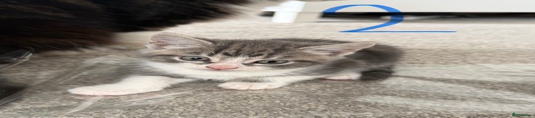 Mixed Breed Kitten 2