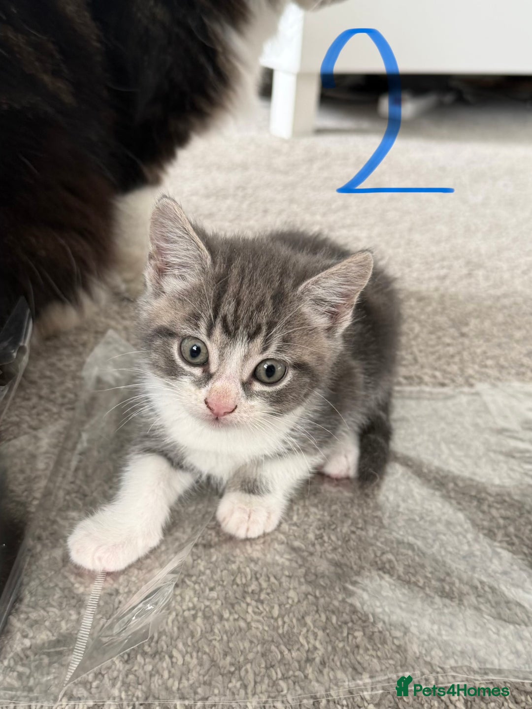Mixed Breed cats for sale: 5 bsh mixed kittens ready  - Image 4