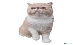 Exotic cats for sale: Active Exotic queen for homing 💓 - Image 7