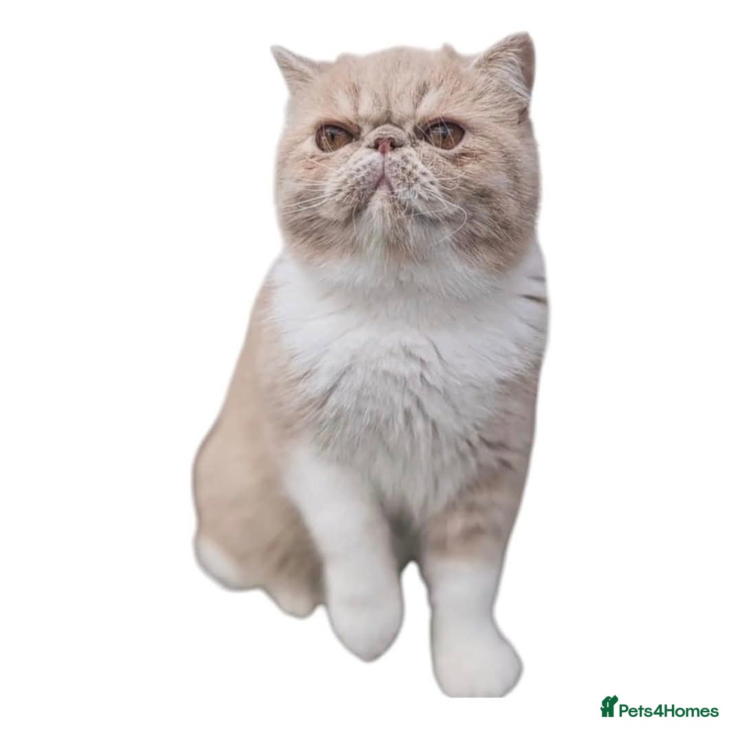 Exotic cats for sale: Active Exotic queen for homing 💓 - Image 7