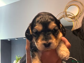 Cockapoo dogs Beautiful f1 cockapoo puppies - Advert 4