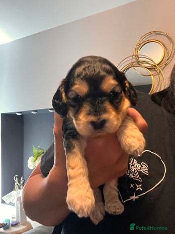 Cockapoo dogs Beautiful f1 cockapoo puppies - Advert 1