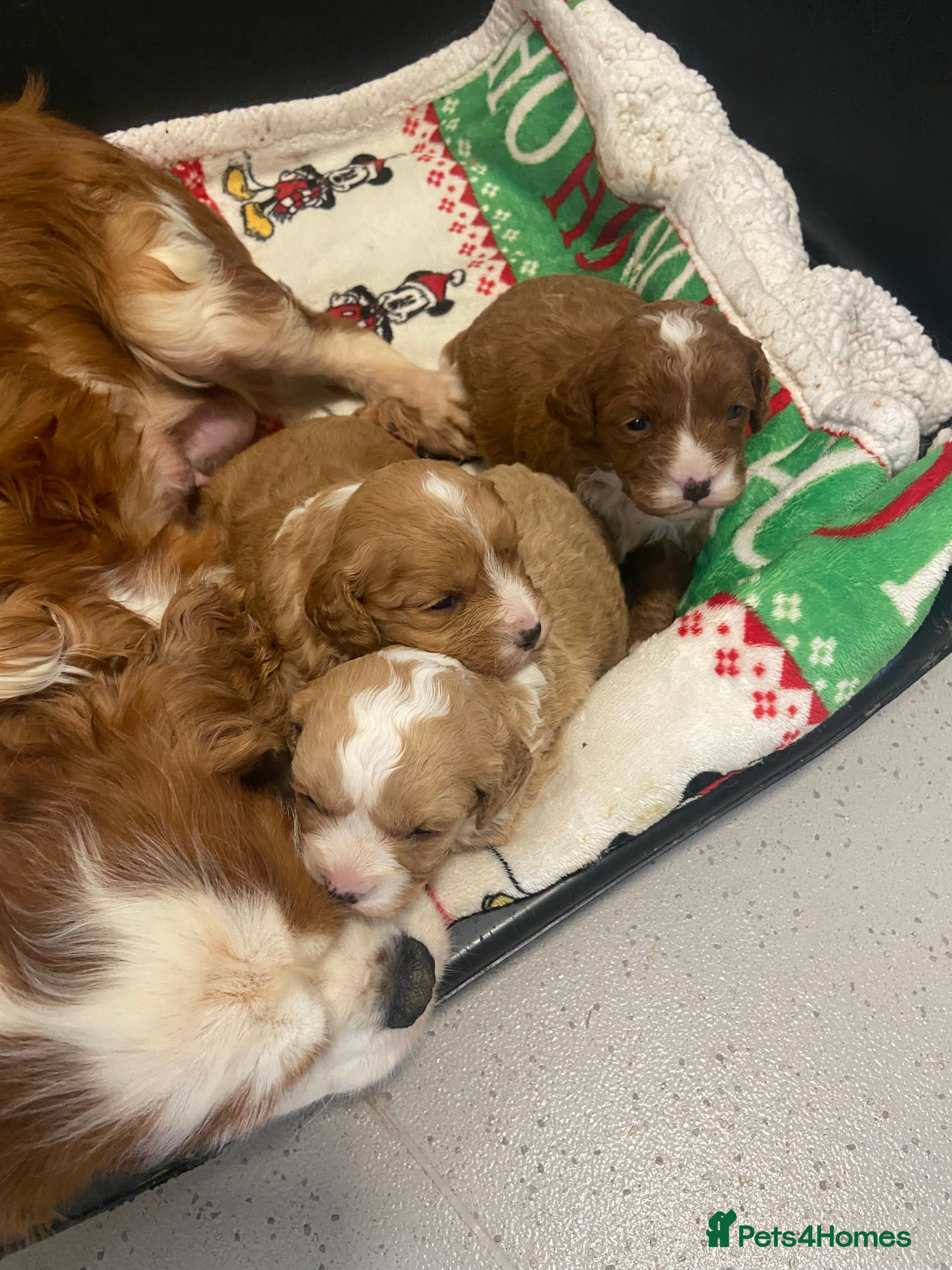 Cavapoo dogs 3 Gorgeous cavapoos 2male, 1 female  - Advert 3