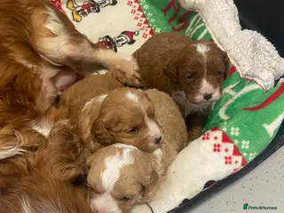 Cavapoo dogs 3 Gorgeous cavapoos 2male, 1 female - Advert 3