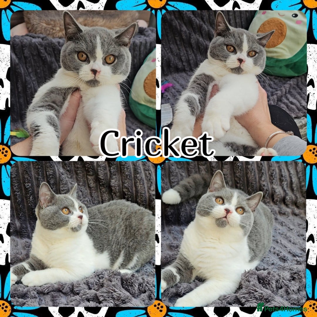 British Shorthair cats for sale: 2 chunky pedigree bsh male kittens - Advert 6