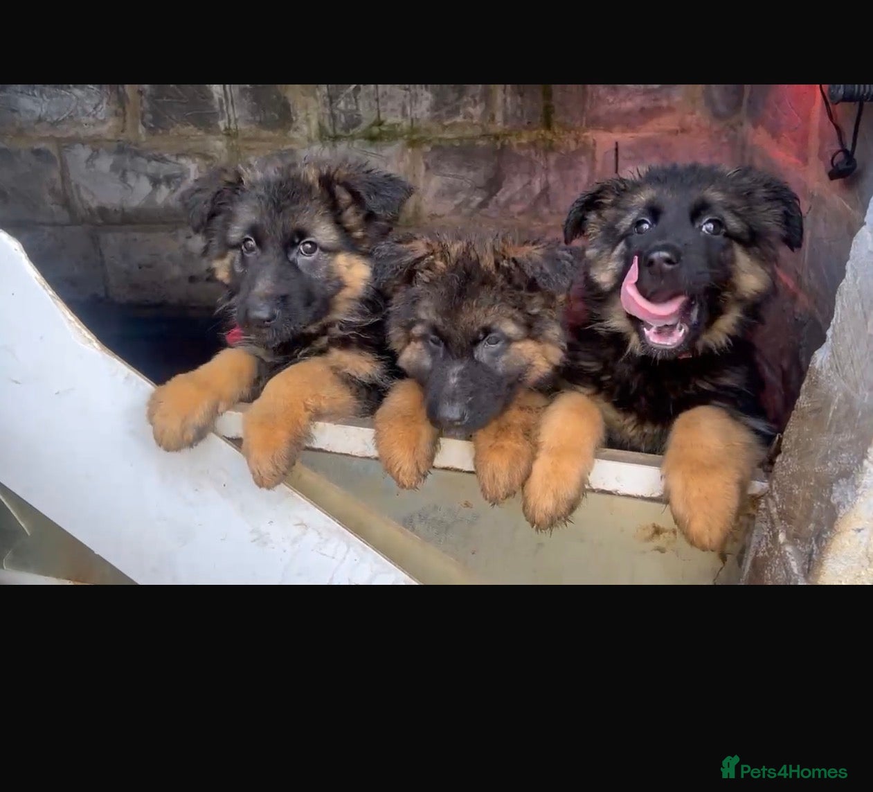 German Shepherd dogs 7 German Shepherd puppies  - Advert 4