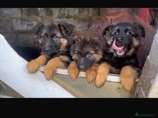 German Shepherd dogs 7 German Shepherd puppies - Advert 3