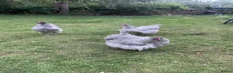 Chickens poultry for sale: Silver laced Orpington Trio  - Advert 3