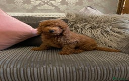 Miniature Poodle dogs for sale: 🐩♥️Kc reg miniature poodles♥️🐩 - Image 4