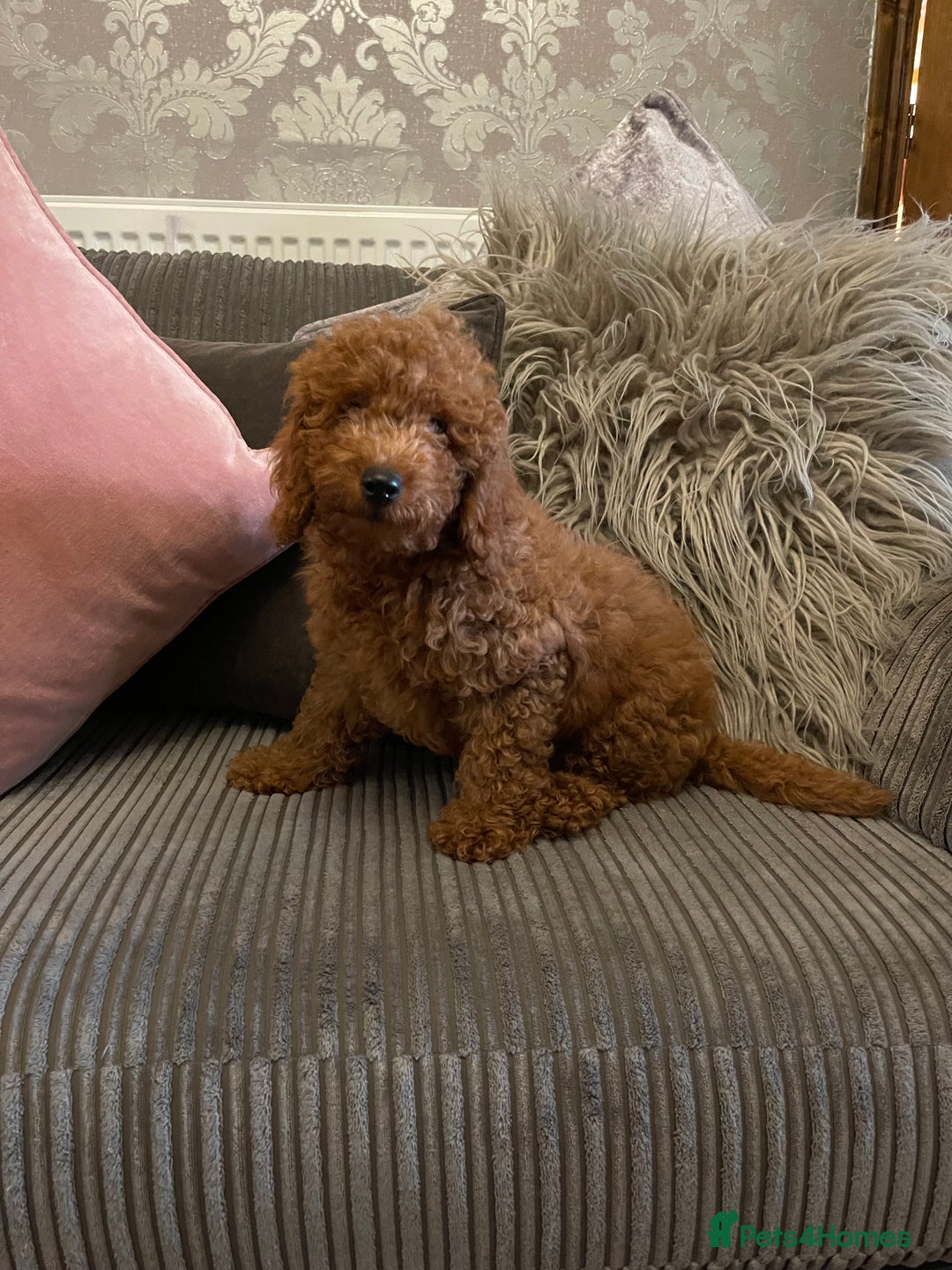 Miniature Poodle dogs for sale: 🐩♥️Kc reg miniature poodles♥️🐩 - Image 4