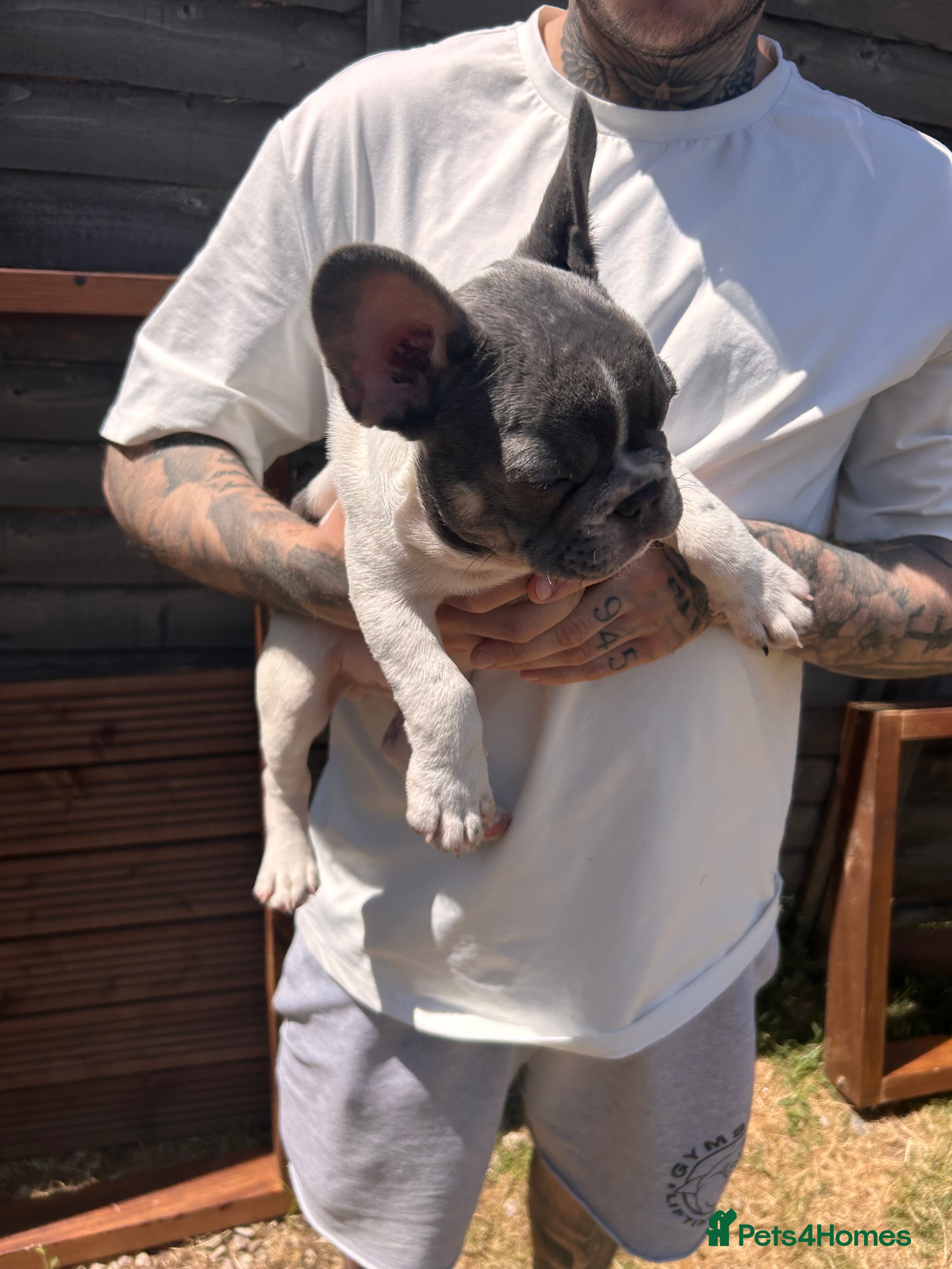 French Bulldog dogs for sale: DWKC French bulldog puppies  - Advert 6