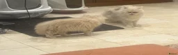 Persian cats for sale: Rare Petite Ginger Persian Boy - £950 - Advert 4