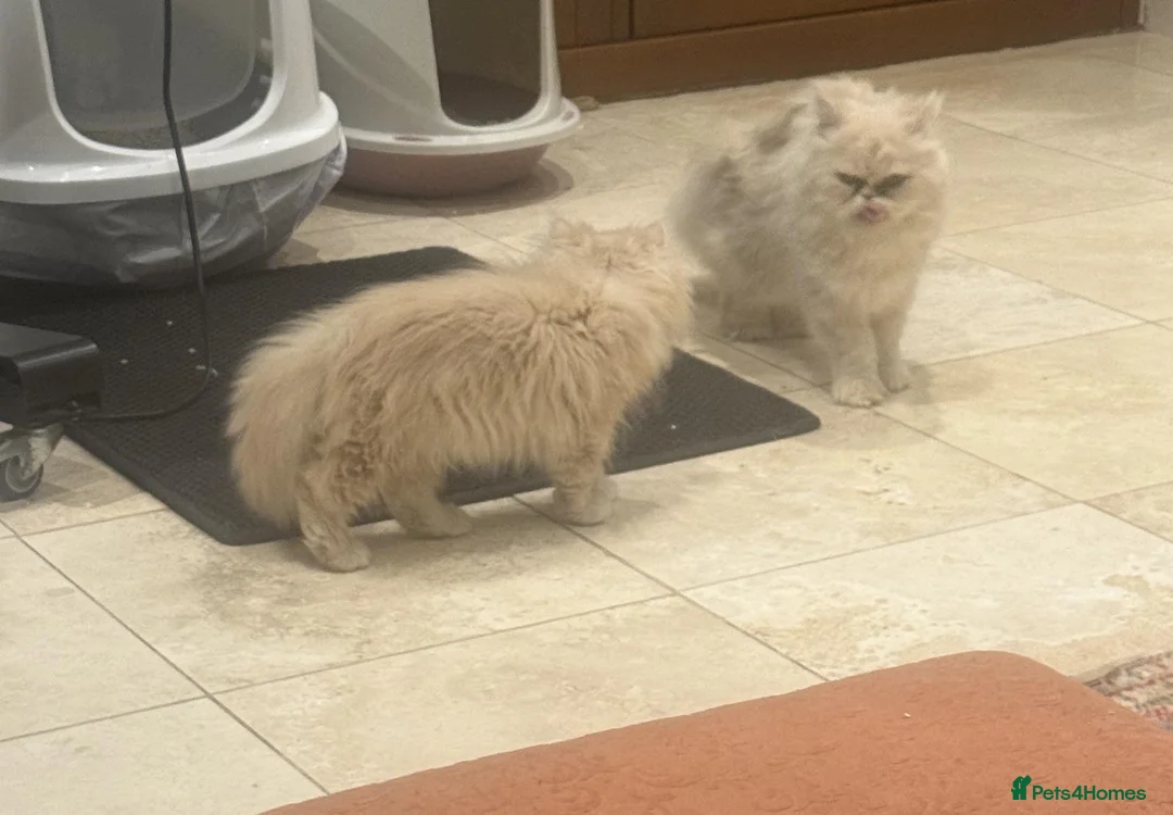 Persian cats for sale: Rare Petite Ginger Persian Boy - £950 - Advert 4