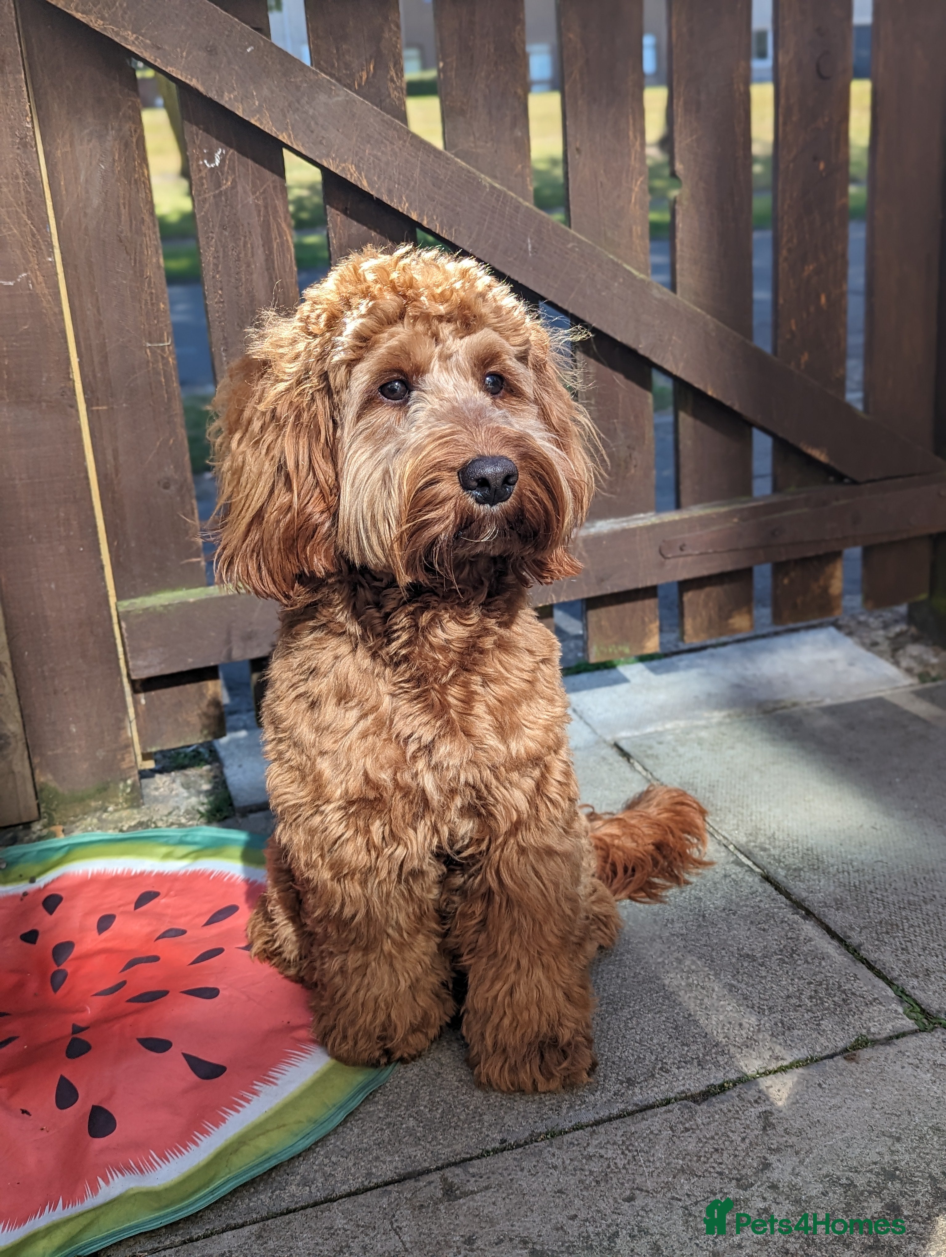 Cockapoo dogs 100% Proven F1 Fox Red Cockapoo, Stud only in Kirkcaldy - Advert 3