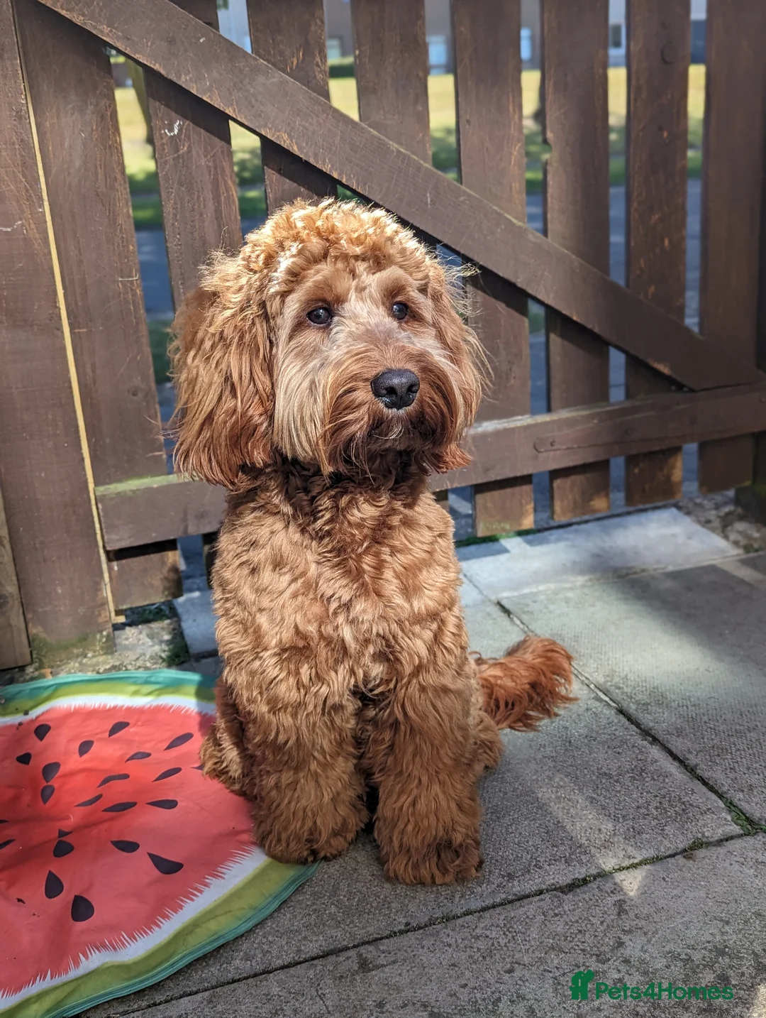 Cockapoo dogs for stud: 100% Proven F1 Fox Red Cockapoo, Stud only in Kirkcaldy - Advert 1