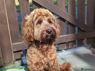 Cockapoo dogs 100% Proven F1 Fox Red Cockapoo, Stud only in Kirkcaldy - Advert 6