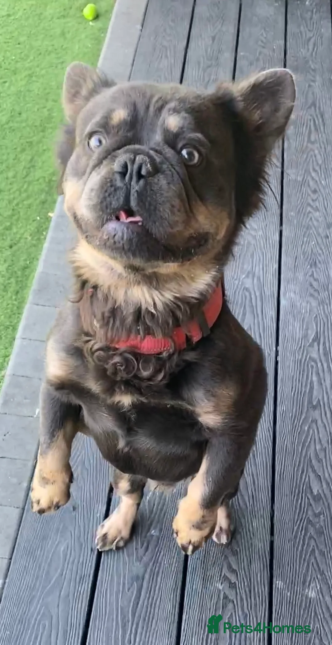 French Bulldog dogs for sale: Fluffy Frenchie boy - Advert 3