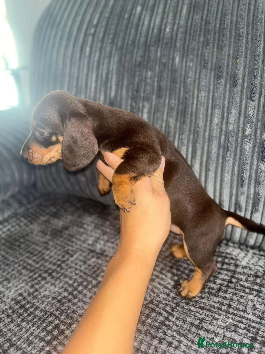 Miniature Dachshund dogs for sale: Beautiful Chocolate and Dapple Dachshund Puppies in Canterbury - Advert 2