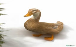 Ducks poultry for sale: Saxony female teenage ducks for sale  - Image 1