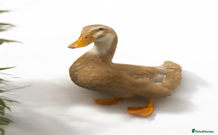 Ducks poultry - Advert 14