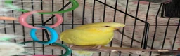 Budgerigars birds for sale: Male Leucistic Budgie - Henry in Sheffield - Advert 1