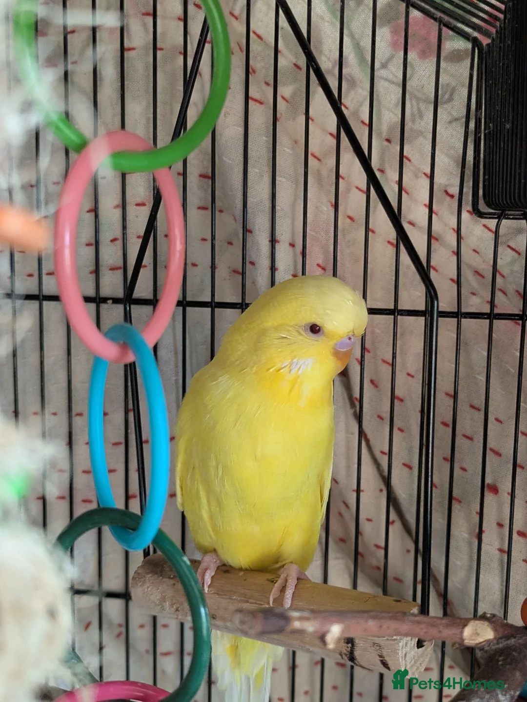 Budgerigars birds for sale: Male Leucistic Budgie - Henry in Sheffield - Advert 1