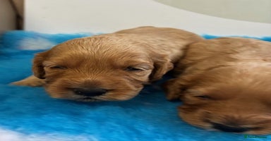 Cockapoo dogs - Advert 4