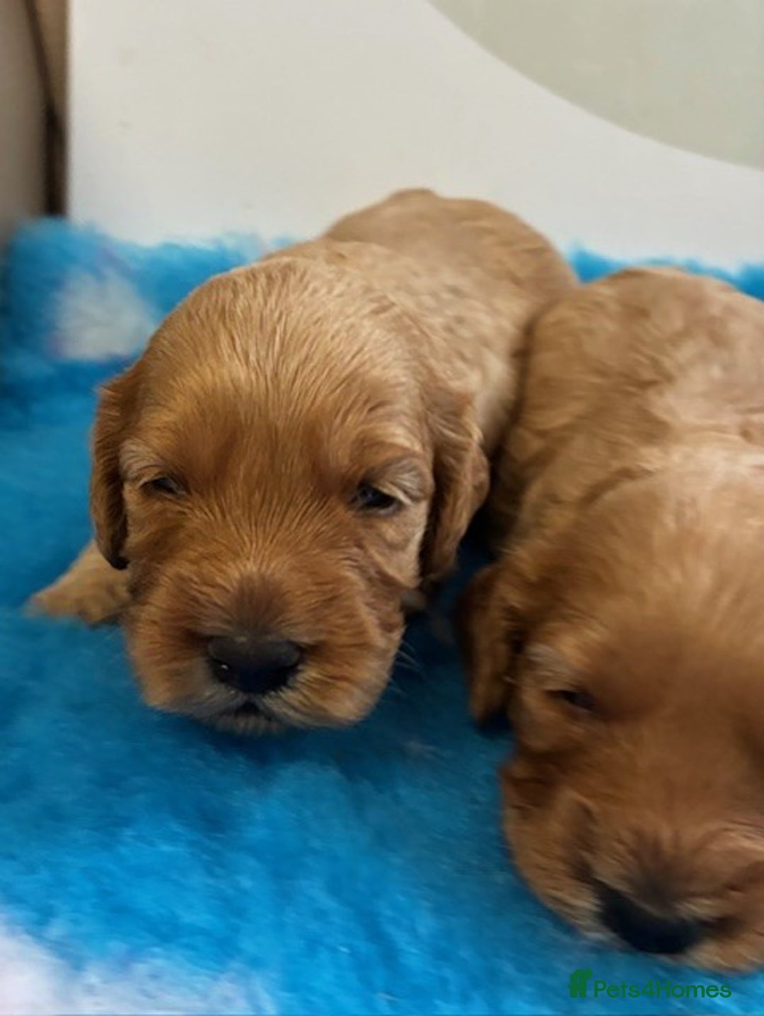 Cockapoo dogs for sale: 🌟 Beautiful F1 Cockapoo puppies 🌟 - Image 3
