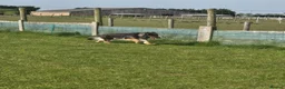 German Shepherd dogs for sale: Stunning Blue & Tan GSD female - Advert 16
