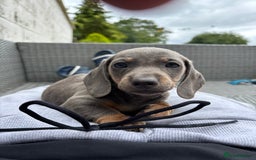 Dachshund dogs for sale: Miniature dachshunds ready now 💗 - Image 38
