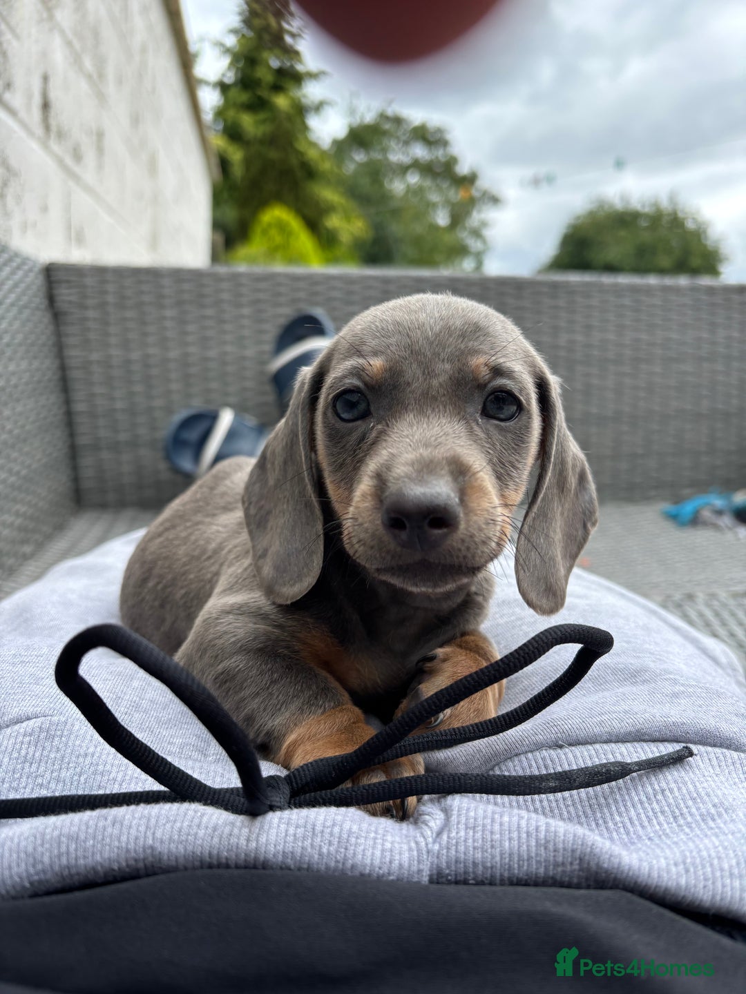Dachshund dogs for sale: Miniature dachshunds ready now 💗 - Image 38
