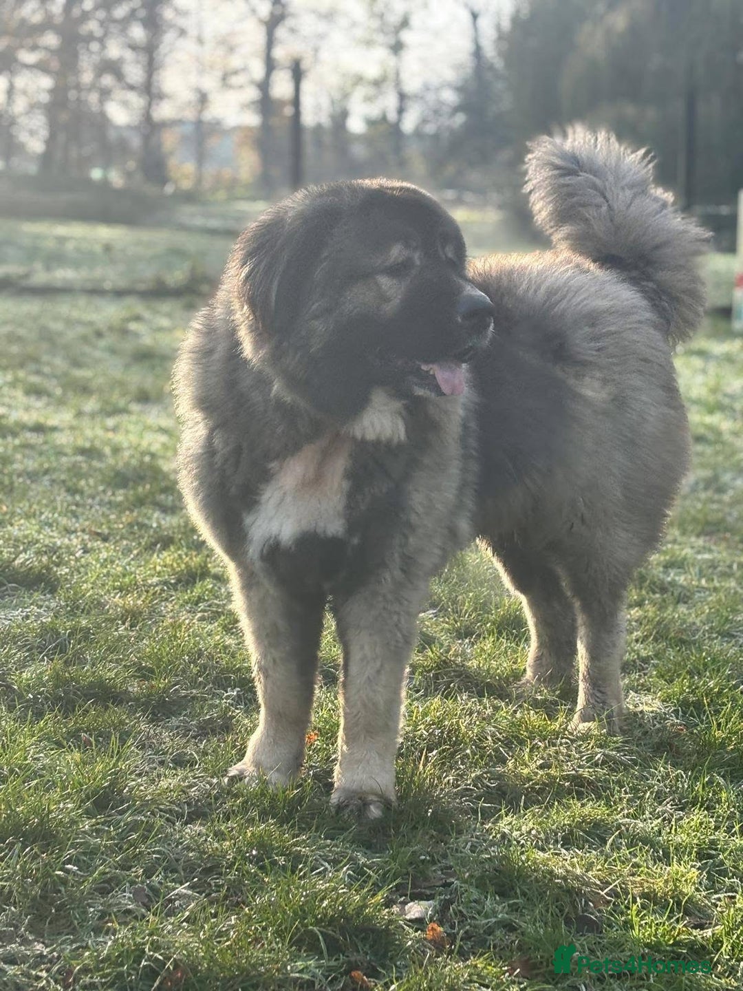Caucasian Shepherd Dog dogs for sale: 🏡 ADOPT MISHA 🐾 FREE 🌟 Make a Christmas Miracle - Advert 10