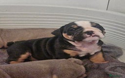 English Bulldog dogs for sale: Kc british bulldog pups💙❤️ - Image 23