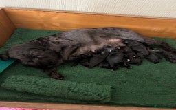 Miniature Schnauzer dogs for sale: KC reg ,health checked miniature schnauzer puppies - Image 6