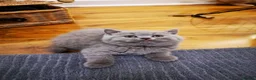 British Shorthair cats for sale: British shorthair kittens - ready to leave now  - Advert 5