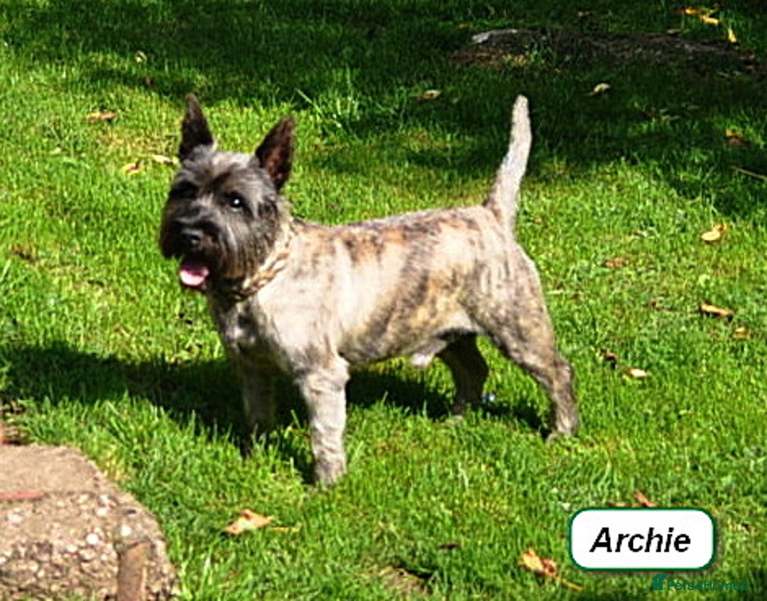 Cairn Terrier dogs for sale: Peggy has 5 handsome Boys and 2 beautiful girls - Advert 2