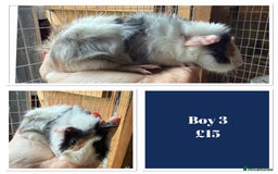 Guinea Pig rodents for sale: Male & Female Baby Guinea Pigs - Image 8